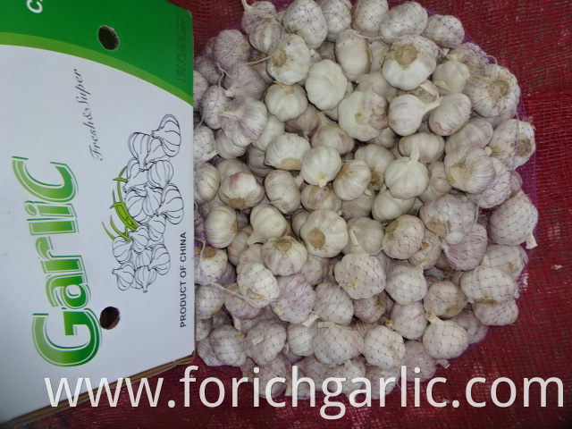 Export Standard Garlic